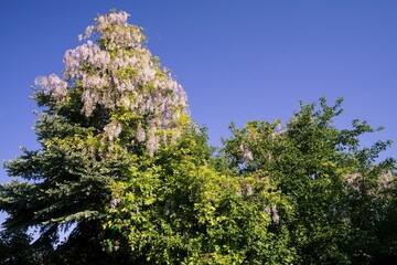 Flowering trees under a clear blue sky on a sunny day wisterias (Wisteria) on spruce Picea