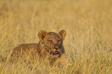 Lion (Panthera leo), cub in the morning sun, Savuti, Chobe National Park, Botswana, Africa