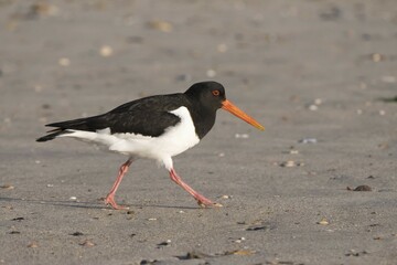 Eurasian oystercatcher (Haematopus ostralegus) runs on the beach, Föhr island, North Frisia,...