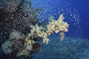 Broccoli tree (Litophyton arboreum) and shoal, group of Red Sea glassfish (Parapriacanthus guentheri), dive site House Reef, Mangrove Bay, El Quesir, Red Sea, Egypt, Africa