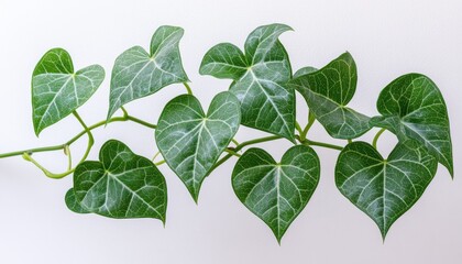 Fototapeta premium Radiant sunlight illuminating vibrant green leaves undergoing natural transpiration showcasing the process of plants releasing moisture fresh, lively foliage bathed in bright sunlight a close-up