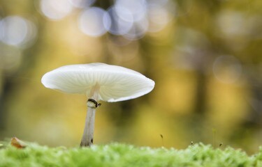 Porcelain fungus (Oudemansiella mucida) on moss, Hesse, Germany, Europe