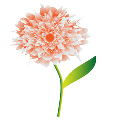 dahlia isolated on white