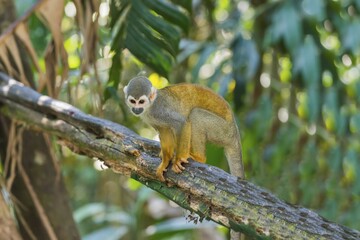 Squirrel Monkey (Saimiri sciureus), Amazonas State, Brazil, South America