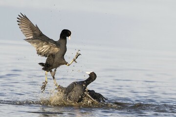 Fighting Coots (Fulica atra) defending their territory, rivals, Texel, province of North Holland, The Netherlands, Europe