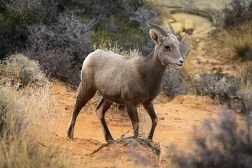 Desert bighorn sheep (Ovis canadensis nelsoni), young animal, Mojave Desert, Valley of Fire State Park, Nevada, USA, North America