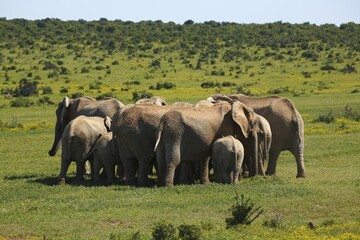 African bush elephants (Loxodonta africana) forming circle, herd protecting juveniles, Addo...