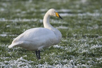 Whooper Swan (Cygnus cygnus) standing in meadow with hoarfrost, Emsland, Lower Saxony, Germany, Europe