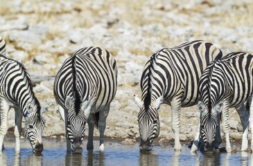 Burchell's zebras (Equus quagga burchellii) drinking at waterhole, Etosha National Park, Namibia,...