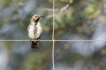 Dusky sunbird (Cinnyris fuscus), non-breeding male on a wire fence of a farm, South-east Namibia