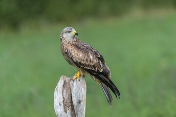 Red kite (Milvus milvus), captive, sitting on a post, Eifel, Germany, Europe
