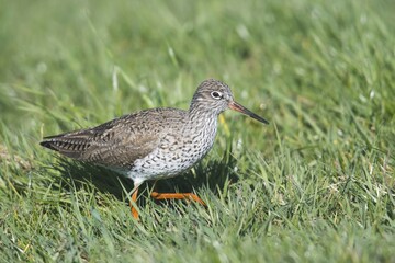 Common redshank (Tringa totanus) runs in a meadow, Lower Saxony, Germany, Europe