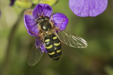 Scaeva pyrastri (Scaeva pyrastri), female on flower of Aubrieta (Aubrieta), Baden-Württemberg,...