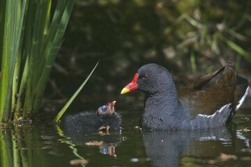 Common moorhen (Gallinula chloropus) with begging chick in water, Emsland, Lower Saxony, Germany, Europe
