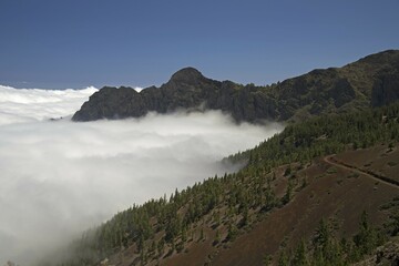 Pine forest, Canary Island Pines (Pinus canariensis), with trade wind clouds, Teide National Park,...