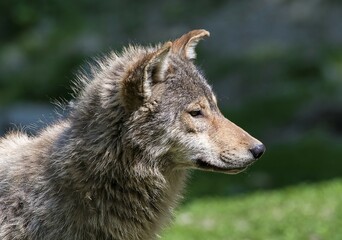 Algonquin wolf (Canis lupus lycaon), animal portrait, side view, captive