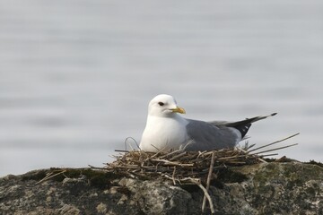 Common gull (Larus canus) in nest, Inari, Lapland, Finland, Europe