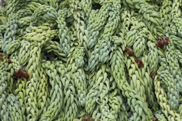 Burro's Tail or Donkey Tail (Sedum morganianum), native to Mexico