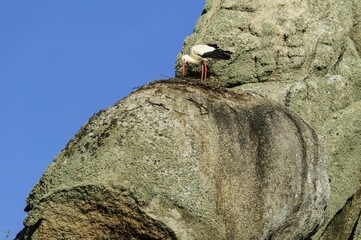 White stork (Ciconia ciconia) builds nest on rocks, Natural monument Los Barruecos, Cáceres,...