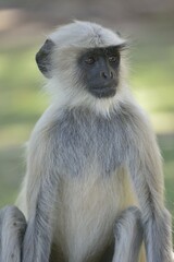 Dussumier's Malabar Langur or Southern Plains Gray Langur (Semnopithecus dussumieri), Gir Forest National Park, Gir Sanctuary, Gujarat, India, Asia