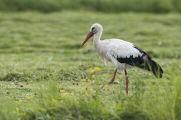 White stork (Ciconia ciconia), walks in Meadow, North Rhine-Westphalia, Germany, Europe