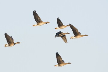 Bean geese (Anser fabalis) flying, Emsland, Lower Saxony, Germany, Europe