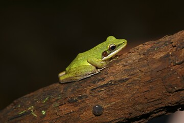 White-lipped frog (Rana chalconota), true frog in the tropical rainforest, Sarawak, Borneo, Malaysia, Asia