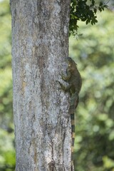 Green Iguana (Iguana iguana) climbing on a tree trunk, Limón Province, Costa Rica, Central America