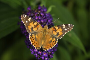 Painted lady or cosmopolitan (Vanessa cardui) on butterfly-bush (Buddleja sp.), Baden-Württemberg,...