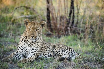 Leopard (Panthera pardus) male, Sabie Sands Game Reserve, South Africa, Africa