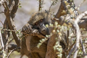 Anubis or olive baboon (Papio anubis) sitting in tree, Samburu National Reserve, Kenya, Africa