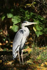 Grey Heron (Ardea cinerea)