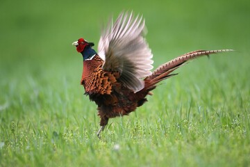 Fototapeta premium Pheasant (Phasianus colchicus), courting cock, Lower Austria, Austria, Europe