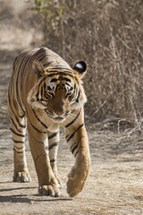 Bengal Tiger (Panthera tigris tigris), on road, Ranthambore National Park, Rajasthan, India, Asia