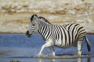 Burchell's zebra (Equus quagga burchellii) at waterhole, Etosha National Park, Namibia, Africa