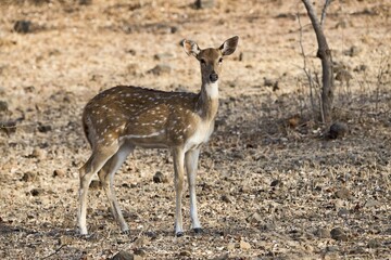 Chital or cheetal (Axis axis) in dry forest, Sasan-Gir Nature Reserve, Gujarat, India, Asia