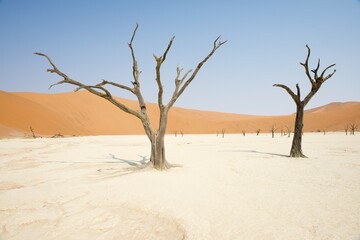 Dead camel thorn trees (Acacia erioloba) in Deadvlei, Sossusvlei, Namib Desert, Namibia, Africa