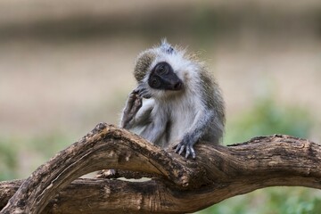 Vervet monkey (Chlorocebus), Samburu National Reserve, Kenya, Africa