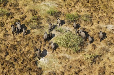 African Elephants (Loxodonta africana), breeding herd, roaming, aerial view, Okavango Delta, Botswana, Africa