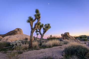 Desert Landscape, Joshua Trees (Yucca brevifolia) at sunset, White Tank Campground, Joshua Tree...