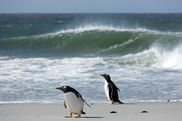 Gentoo penguins (Pygoscelis papua), Volunteer Point, East Falkland, Falkland Islands, South America