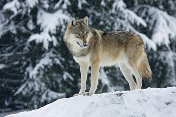 Wolf (Canis lupus) standing on boulder in snow, captive, Germany, Europe