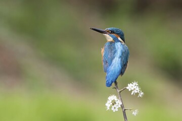 Kingfisher (Alcedo atthis), male sitting on blackthorn branch, Hesse, Germany, Europe