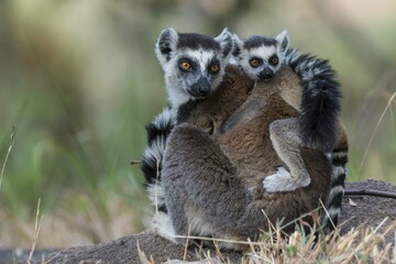 Ring-tailed Lemur (Lemur catta), adult with young on its back, on the ground, Adringitra Region, Madagascar, Africa
