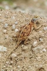 Ground Agama (Agama aculeata), pregnant female on dry ground, Kalahari Desert, Kgalagadi Transfrontier Park, South Africa, Africa
