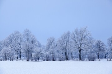 Snow covered trees with fog, near Lenggries, Upper Bavaria, Bavaria, Germany, Europe