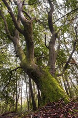 Fototapeta premium Old beech, Darß peninsula, West Coast, Western Pomerania Lagoon Area National Park, Mecklenburg-Western Pomerania, Germany, Europe