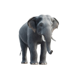 Fototapeta premium Large gray elephant standing on a white background