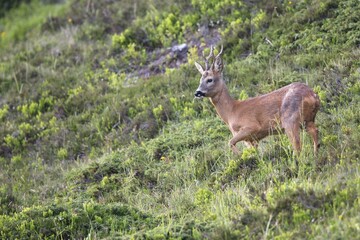Roebuck (Capreolus capreolus) in its habitat, Stubai Valley, Tyrol, Austria, Europe