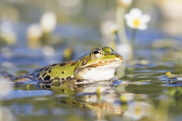 Edible frog (Pelophylax esculentus) in water, white water-crowfoot (Ranunculus aquatilis), Hesse, Germany, Europe